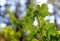 Green leaf of native raspberry, Rubus Subgenus Idaeobatus