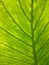 Green leaf natural background. Backlight greenery contrast texture. Fresh summer or spring pattern. Ecological healthy