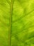 Green leaf natural background. Backlight greenery texture. Fresh