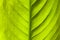 Green leaf nature background