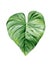 Green Leaf. Nice design for card, postcard, invitation, greeting, pattern. Plant detail. Watercolour illustration