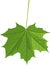 Green leaf of Norway maple or Acer platanoides