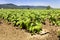 Green leaf of organic basil in a field