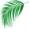 Green leaf of palm tree