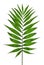 Green Leaf Palm Tree (Howea )