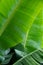 Green leaf of palm tree photo wallpaper. Picture of green leaf