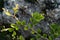 Green leaf pattern close up on the rocks