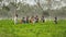 Green leaf pickers on a tea plantation