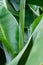 Green leaf picture. Leaf closeup photo
