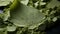 A green leaf on a pile of green powder