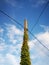 Green leaf on pillar