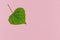 Green leaf on pink pastel background. Poplar leaf. Minimal concept for freshness, ecology, nature