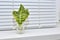 A green leaf of a plant stands on the windowsill in a glass of water. Concept: root germination, plant breeding at home