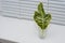 A green leaf of a plant stands on the windowsill in a glass of water. Concept: root germination, plant breeding at home