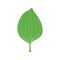 Green leaf of plantain vector Illustration