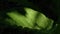 Green leaf with a pronounced texture on a black background. Background picture. Summer.