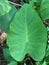 Green leaf with a rain drop