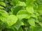 green leaf on raining day