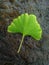 A green leaf of the relict plant Ginkgo biloba lies on a wet stone.