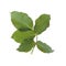 Green leaf rose flower isolated