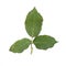 Green leaf rose flower isolated