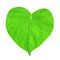 Green leaf in shape of heart