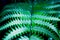 Green leaf of Silver brake fern, Pteris argyraea