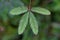 a green leaf on the stem of a plant with many leaves on it