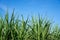 Green leaf of Sugarcane in agriculture planting field under blue sky