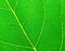 Green leaf surface