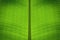 Green leaf symmetry background textures ecology garden banana leaves