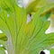 Green leaf texture background, venation pattern