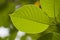 Green leaf texture. Closeup shot. Nature background