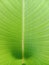 Green leaf texture and leaf fiber, Wallpaper with green leaf details