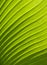 Green leaf texture palm plant