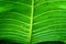 Green leaf texture- taro leaf