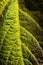 Green leaf texture of veined plant under bright sun