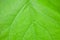 green leaf texture for wallpaper. background texture green leaf structure macro photography