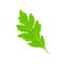 Green leaf tilted to the left. Vector illustration on white background.