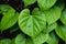 Green leaf tinospora cordifolia bora phet on  medical herb tree  planting nature  background