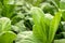 Green leaf tobacco in a blurred tobacco field background, tobacco thailand