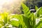 Green leaf tobacco Close up anda blurred tobacco field backgrou