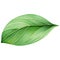 A green leaf on a transparent background, Exclusive Green Tea Leaf PNG Collection, Japan matcha single leave