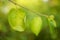 Green leaf on a tree branch. Soft selective focus