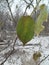 A green leaf of a tree covered with ice crystals. Freeze. Frost.