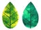 green leaf tree plant eco energy ecology nature power environmental concept save earth concept leaf shape icon logo sign symbol