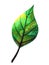 Green leaf tree plant eco energy ecology nature power environmental concept save earth concept leaf shape icon logo sign symbol