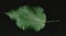 Green leaf tree rounded teardrop shape.