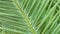 Green leaf of tropical date palm close-up. Phoenix dactylifera tree.