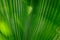 Green leaf of tropical plant. Decorative flora in sunlight. Palm as houseplant. Tropical leaf texture closeup